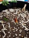 Dino Sensory Play Kit