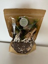 The Dino Bundle (Sensory Kit + Activities)